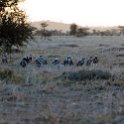 TZA MAR SerengetiNP 2016DEC23 Seronera 028 : 2016, 2016 - African Adventures, Africa, Date, December, Eastern, Mara, Month, Places, Serengeti National Park, Seronera, Tanzania, Trips, Year
